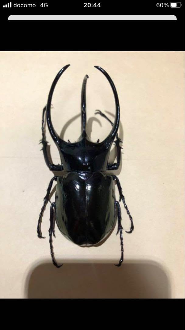 コーカサスオオカブト　昆虫標本 コーカサスオオカブト】 甲虫採集標本 ZOOMの通販はau PAY マーケット