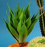 Verde Agave, altura: 48 cm aprox