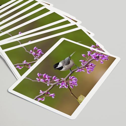 Baraja Póker Black-Capped Chickadee, 52 Cartas miniatura 5