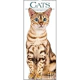 2019 Cats Calendar