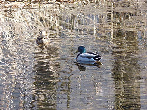 Home Comforts Water Waters Rush Mallards Reed Ducks Laminated Poster
