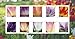 Tulip Blossom Forever First Class Postage Stamps, Valentine, Wedding, Celebration, Anniversary, Romance, Party (3 Sheets of 20 Count Booklet= 60 Stamps)