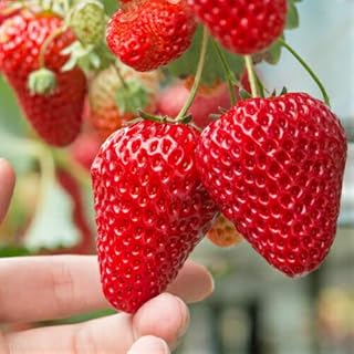 イチゴ (いちご) あかねっ娘 ポット苗1個 いちご 苗