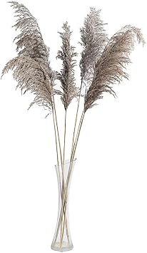 Balsa Circle Natural 6 Sprays Stems 32" Pampas Grass Dried Plant - for Wedding Party Events Reception Decorations Supplies Supplies
