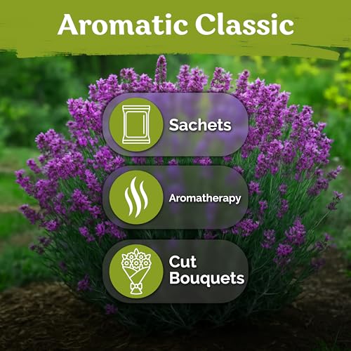KVITER 2000 English Lavender Seeds for Planting Outdoor & Indoor (Lavandula angustifolia) – True Lavender Flowers, Heirloom Perennial, Non-GMO – Organic Herb Seeds for Outdoor Garden, Flower Beds - Image 6