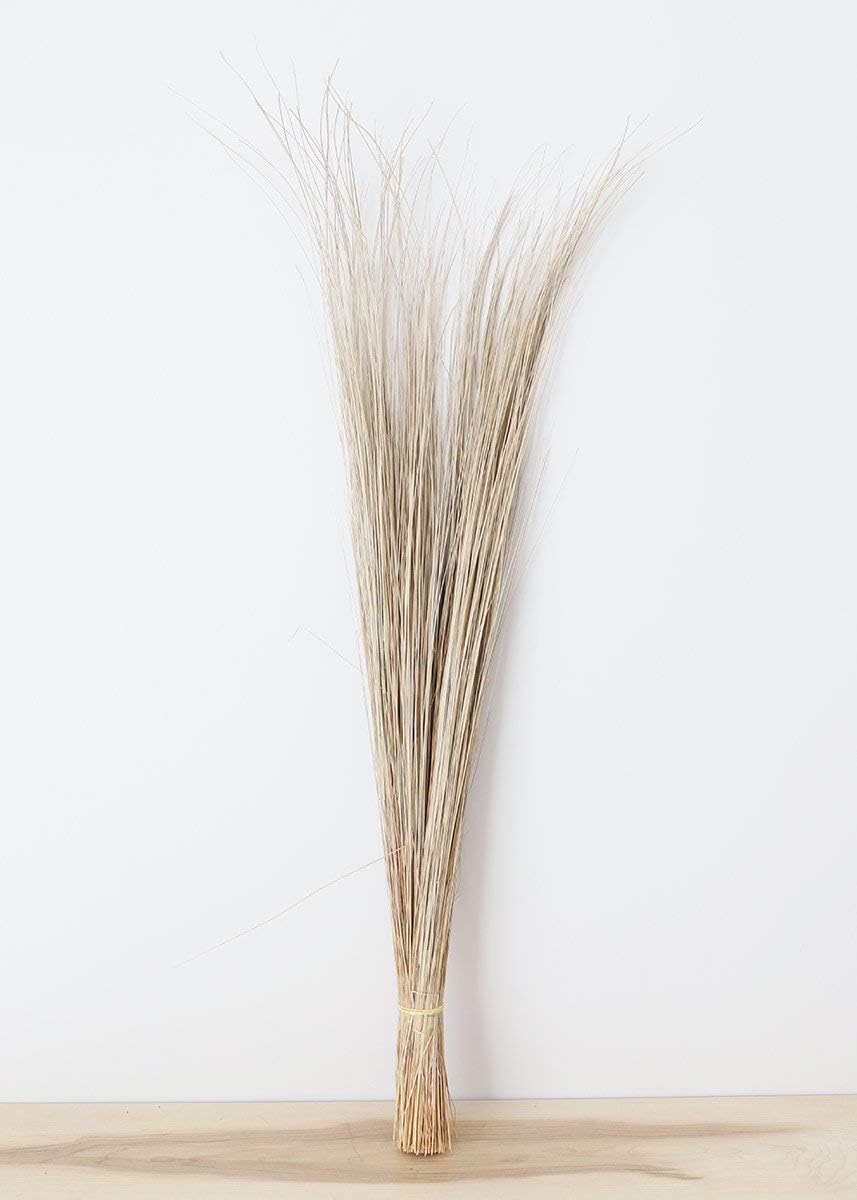 Afloral Tall Preserved Bright Grass 36" - 40"