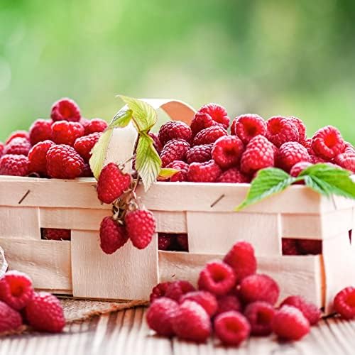 Raspberry Canes Ready to Plant UK 'Cascade Delight' Summer Fruiting ...