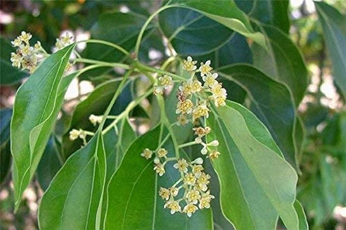 BLOOM & GROW Plants Live Karpur/Cinnamomum Camphora/Kapoor Medicinal Live Plant (Healthy Plant) (B0CMCR314R) Amazon Price History, Amazon Price Tracker