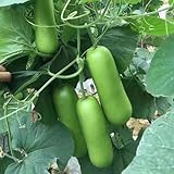 20+ Bottle Gourd Seeds Non-GMO Calabash Gourd Fruit Seed Vegetable Heirloom Gardens Planting