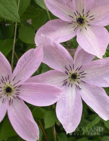 Fairy Dust Clematis