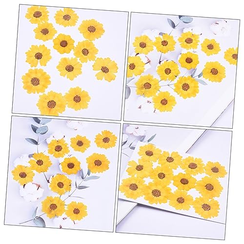 PLAFOPE 48 flores secas margaritas para manualidades miniatura 2
