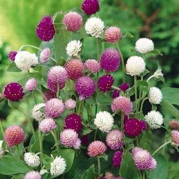 See full amazon price history chart for Golden Hills Farm® (AVG 50-500) seeds Vadamalli Gomphrena Flower Seeds Golden Hills Farm® (AVG 50-500) seeds Vadamalli Gomphrena Flower Seeds (B093QHKXDP) Amazon Price History, Amazon Price Tracker
