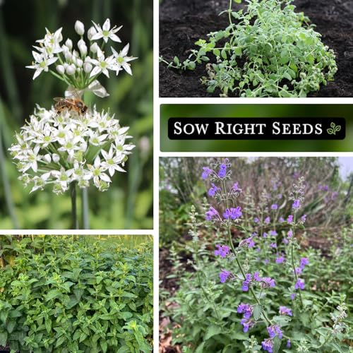 Sow Right Seeds - Perennial Herb Garden Seed Collection - Mint, Lavender, Sage, Common Chives, Lemon Balm, Garlic Chives, Thyme, Peppermint, Oregano and Marjoram - Non-GMO Heirloom Seeds for Planting - Image 4