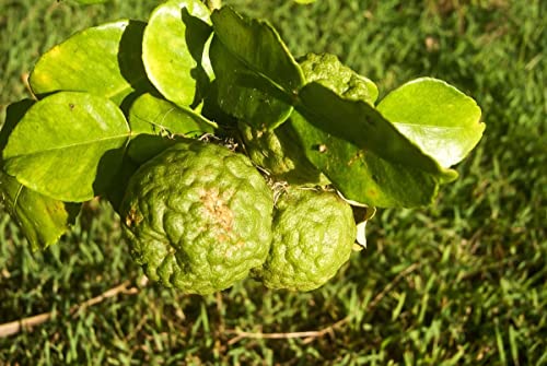 Plantooo 30+ Lime Fruit Tree Seeds - Non-Gmo - Dwarf Lemon Bonsai Tree Seeds For Planting Outdoor/Indoor #TOP5