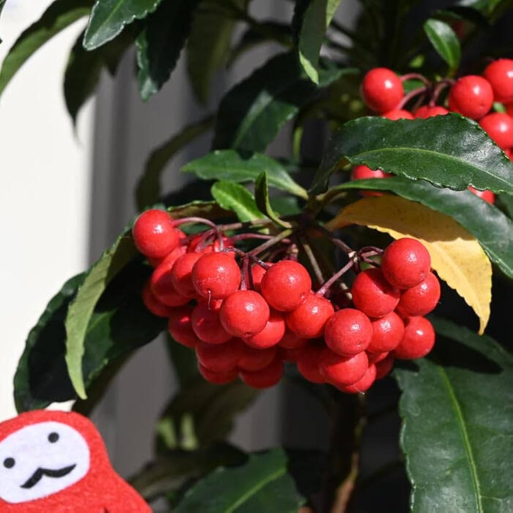 Amazon.co.jp: 2025年は縁起の良い実付きで千両苗 万両苗 縁起の良い Amazon.co.jp: 2025年は縁起の良い実付きで千両苗 万両苗 縁起の良い