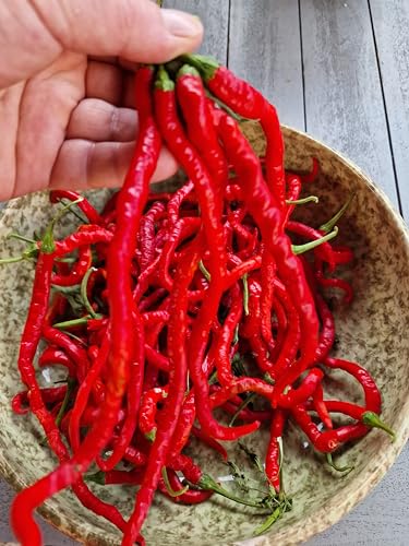 Thunder Mountain Longhorn Chilli Seeds - Thunder Mountain Longhorn Pepper Seeds