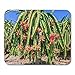 Produktbild Semtomn Mouse Pad Reife Drachenfrucht auf Pole Laden Red im Mousepad für Notebooks, Desktop-Computer Mausmatten, Büromaterial