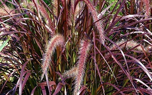 Red Fountain Grass | 20 Live Plants | Pennisetum Setaceum Rubrum | Blooming Ornamental Grass #TOP4