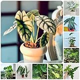 300 piezas Semillas de Alocasia macrorrhiza - Regalos decorativos Jardín, Planta de oreja de elefante Regalos inusuales Jardín interior Semillas de de flores silvestres Semillas de
