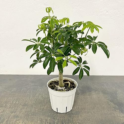 観葉植物 シェフレラ コンパクタ」の人気商品一覧・価格比較 - 価格.com