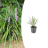 Plantenboetiek.nl
