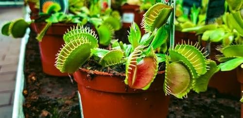 SMB SEEDS Venus Flytrap: Captivates with its Unique Life Cycle and Enchanting Flowers! - SMB