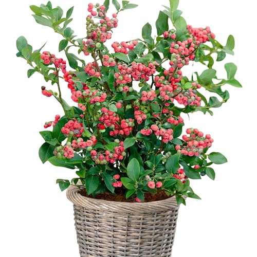Pink Lemonade Blueberry Bush – Unique Pink Berry Plant, Live Fruit Shrub for Home Gardens (1 Gallon/Potted/Set of 2 Plants)