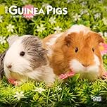 Guinea Pigs 2025 7 x 14 Inch Monthly Mini Wall Calendar BrownTrout Domestic Animals Small Pets