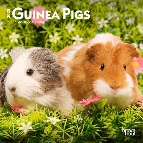 Guinea Pigs | 2025 7 x 14 Inch Monthly Mini Wall Calendar | BrownTrout | Domestic Animals Small Pets