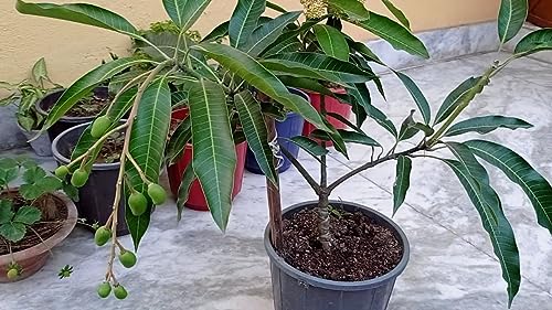 Image of GOLDEN BLOOM Grafted Original Vastra /Vastara All Seasons Mango Plant Tree, Original Thai All Time Vastara Grafted MAngo Plant Height 1.5-2.5 FT