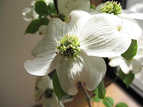 Amazon ハナミズキ苗赤白ピンク3色セット いろんなハナミズキが楽しめます 植木