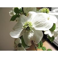 Amazon ハナミズキ苗赤白ピンク3色セット いろんなハナミズキが楽しめます 植木