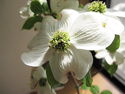 Amazon.co.jp: ハナミズキ苗赤白ピンク3色セット いろんなハナミズキが