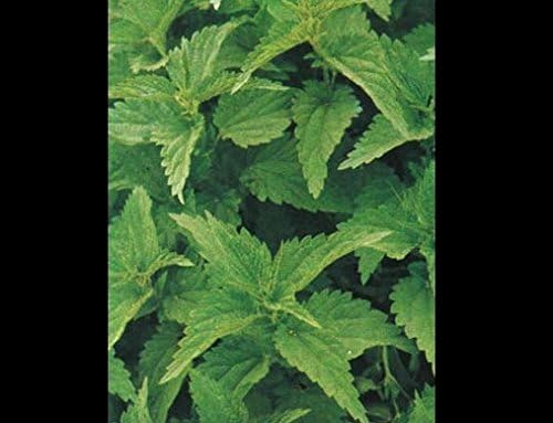 200 Urtica Dioica Seeds/Stinging Nettle/Arthritis Herb