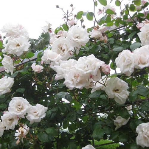 2 X Rose Rampicanti: White New Dawn (Bianco) + New Dawn Rouge (Rosso), Perenni, Profumate E Resistenti | Rifiorenti - Rose Rampicanti - 6