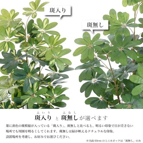 神戸花物語 フェイクグリーン カポック LL （シェフレラ・アルボリコラ） 斑なし 全高160cm 樹脂鉢Lサイズ ブラック 人工観葉植物 大型 SC/CT触媒 光触媒 [3]