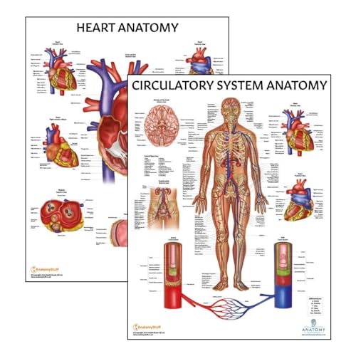 2 PACK Circulatory and Heart Anatomy Poster Set, LAMINATED, Anatomy and Physiology Poster, 17.3 x 22.5 Inches, Vascular System Diagram, Human Anatomy, Anatomical Chart, Body Poster