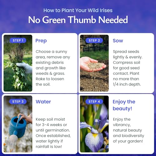Created By Nature Wild Iris Seeds, 400 Purple Perennial Flower Seeds
