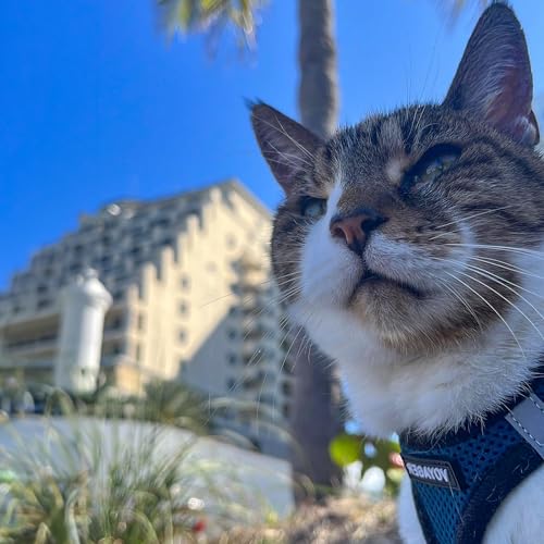Image of All Weather Voyager Step-in Mesh Harness for Dogs / Cats by Best Pet Supplies - Breathable Material - Double Security Metal D-Rings + Strong velcro Fastener- Best Pet Essentials- Unique Dog Owner Gifts (Blue Base, X-Small)