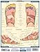 Reflexology (Quick Study Academic Outline)