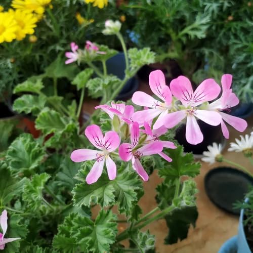 semillas de geranio perfumado, productos sostenibles, Pelargonium graveolens, semillas de medicinales jardín de balcón resistentes 20pcs