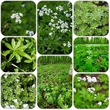 waldmeister samen bio, balkonpflanzen heilkräuter samen bonsai samen gartenkräuter stauden winterhart mehrjährig kräuterpflanzen seltene pflanzen wildkräuter samen grünpflanzen 600pcs