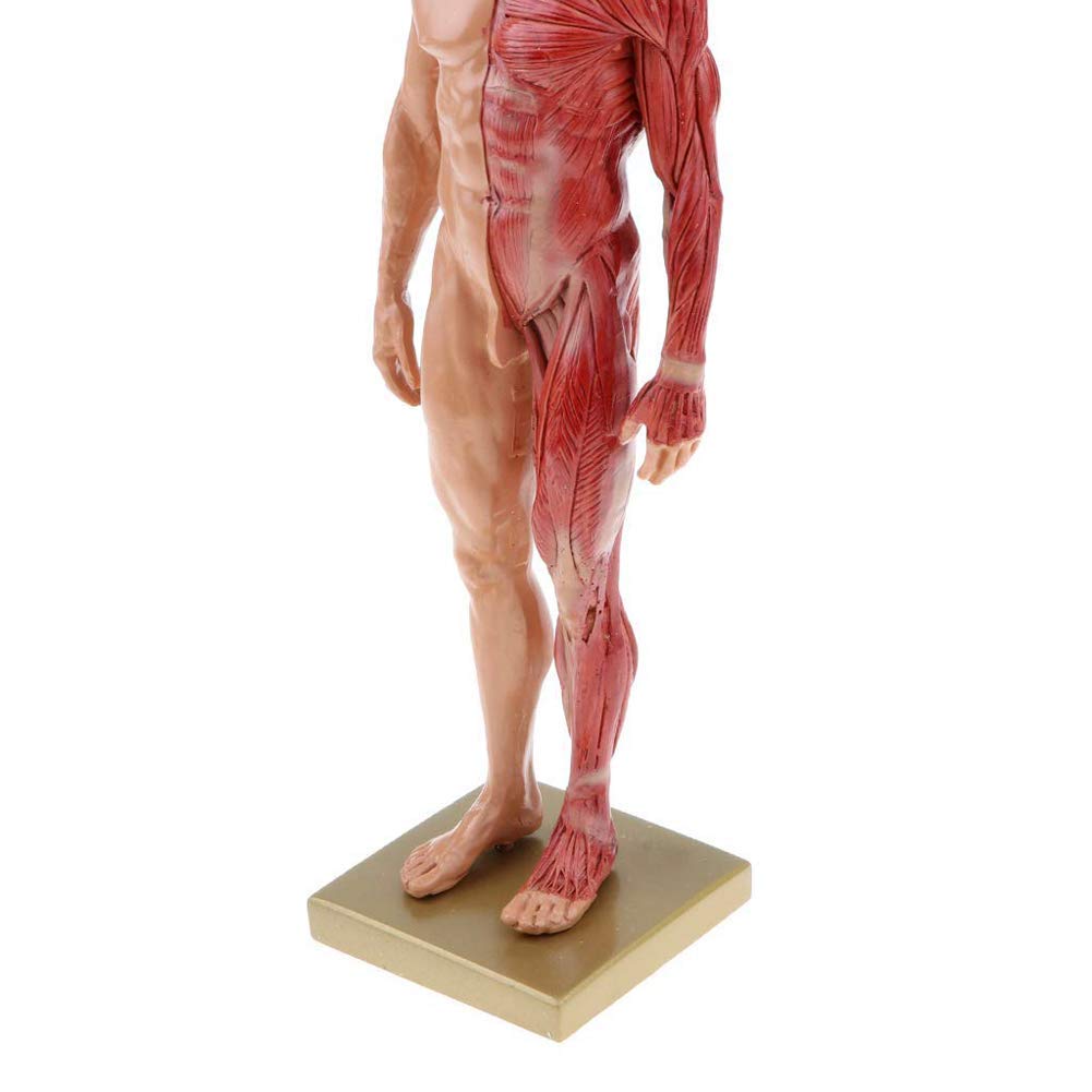 Modello educativo Modello anatomico del Corpo Umano Figura Anatomica Femminile e Maschile Modello anatomico di Muscoli e Scheletro Umani per lezioni di Studio Scolastico 11 Pollici