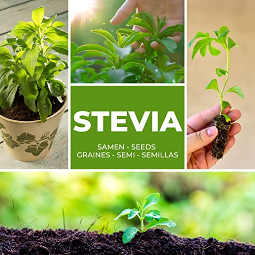 STEVIA SAMEN ca. 100 Stück/Pack - Süßkraut/Honigkraut