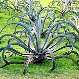 Vistaric 100 unids/bolsa color mezclado rara planta suculenta Suculentas Semillas de Cactus Lithops Pseudotruncatella semillas planta de bonsai para jardín de casa Cielo azul