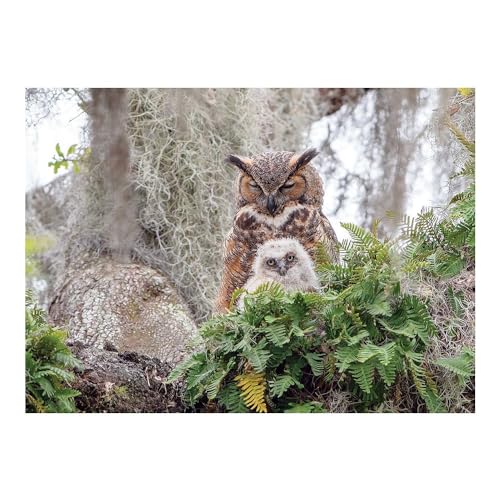 Cobble Hill 1000 Piece Puzzle - Great Horned Owl - Sample Poster Included