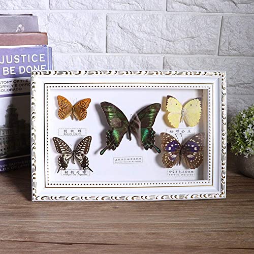 Wifehelper Exquisite Butterflies Insect Specimen Handmade Friends Home Decorate Ornament Butterfly Wall Art(Black