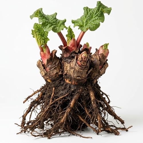 Rhubarb Plants Root for Planting Hardy & Sweet Red Cherry Rhubarb Large Crown 67 Inch Easy to Grow for Beginners Fast- Growing Perennial