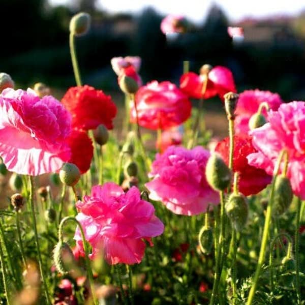 Buy4seeds 10000 Seeds English Poppy Shirley Double Mix - English Poppy Papaver rhoeas
