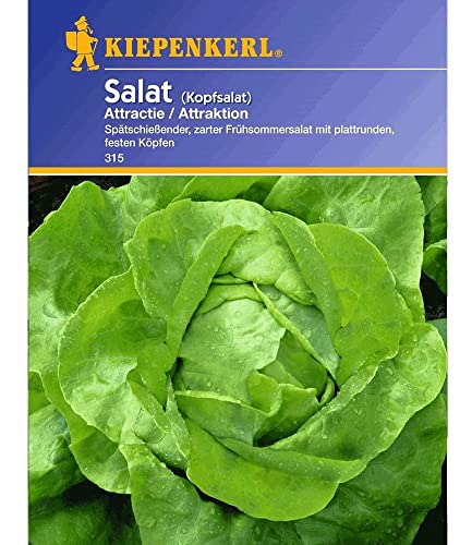 Preisvergleich Produktbild Kiepenkerl Kopfsalat 'Maikönig', 1 Tüte Samen